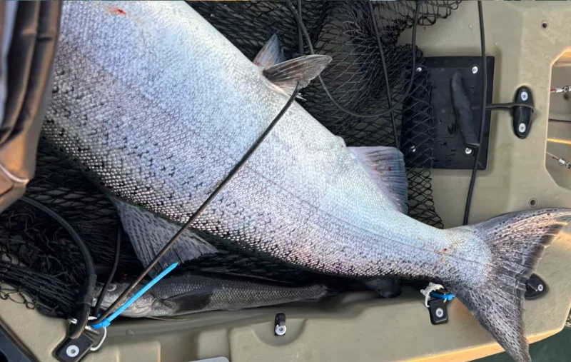 Pesca de Chinook en kayak en el río Toltén
